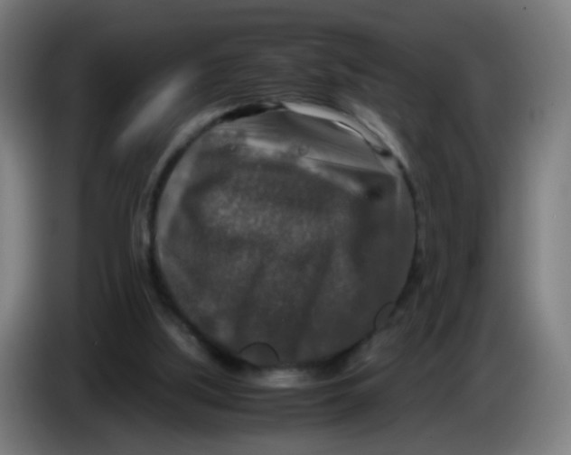 X0000085250059200703301819