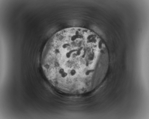 X0000085250065200703301819