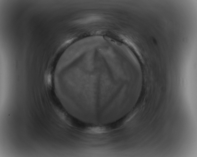 X0000085250067200703301819