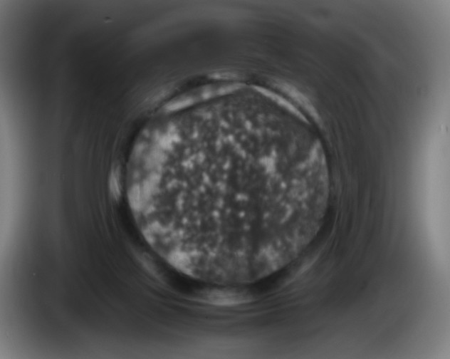 X0000085250069200703301819