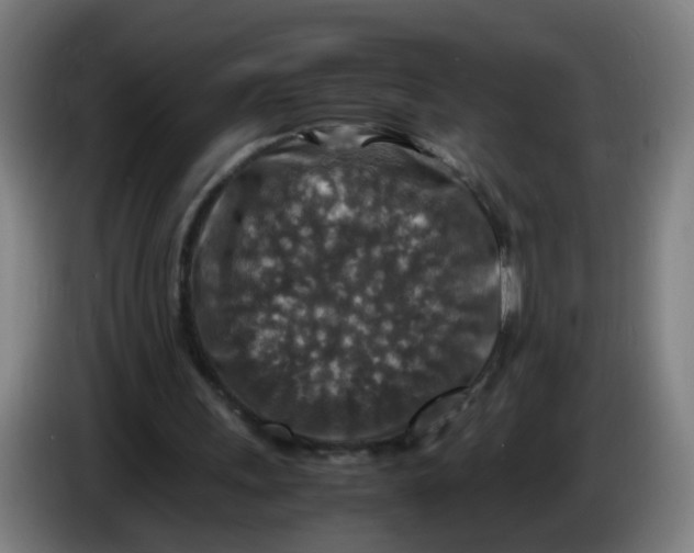 X0000085250243200703301816