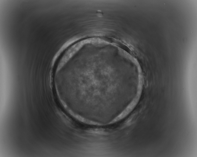 X0000085250244200703301816