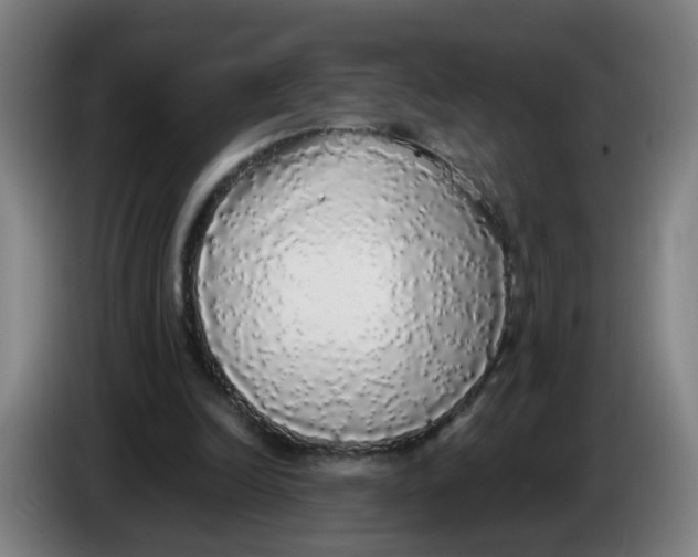 X0000085250246200703301816