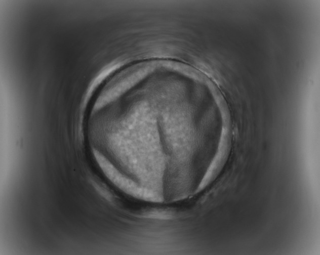 X0000085250248200703301816