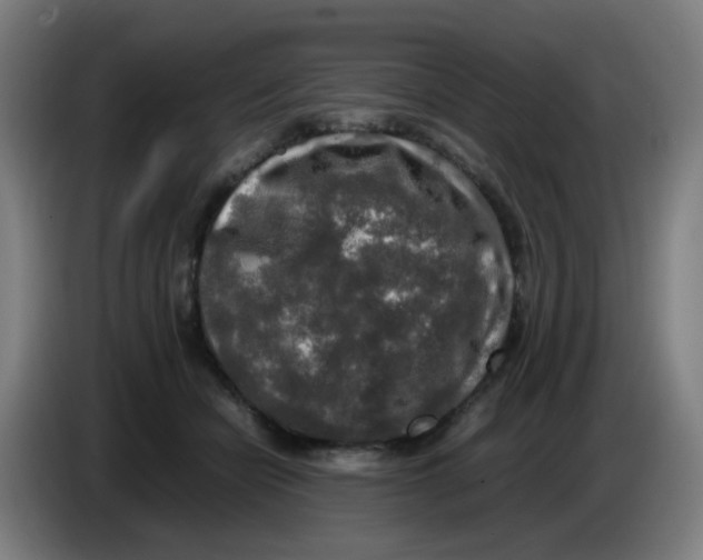 X0000085250462200703301814