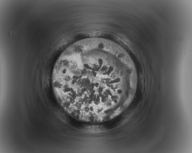 X0000085250499200703301813