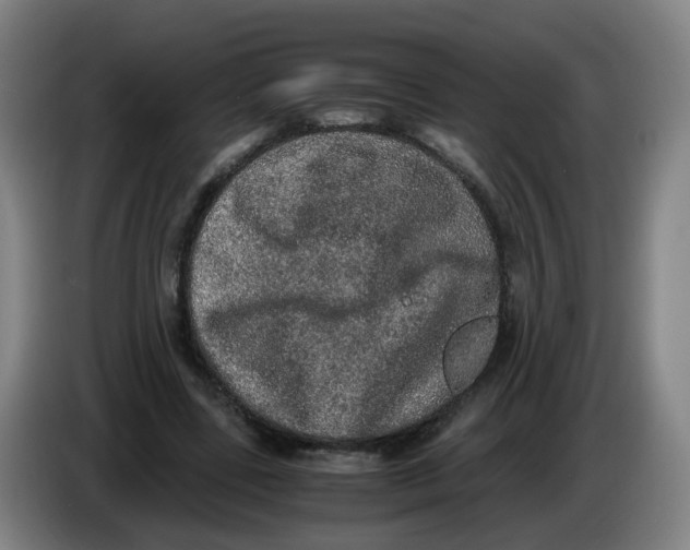 X0000085250539200703301812