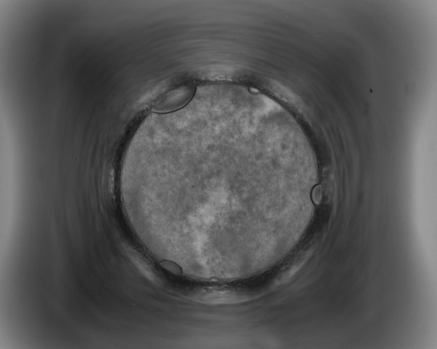 X0000085250589200703301812