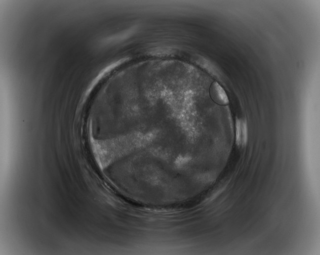 X0000085250723200703301809