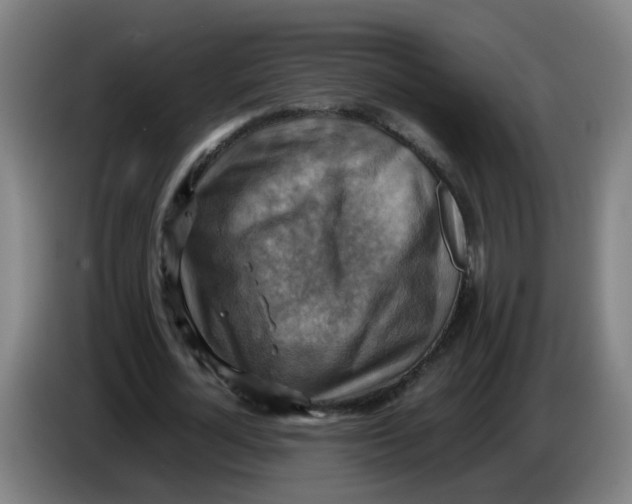 X0000085250724200703301809