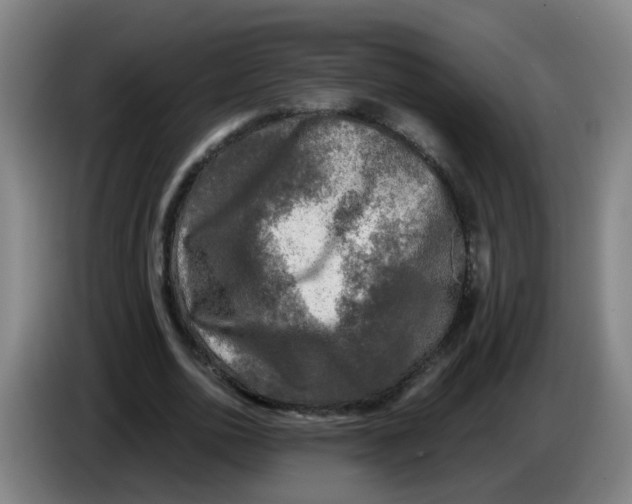 X0000085250726200703301810