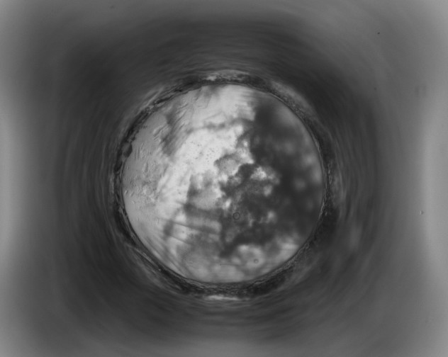 X0000085250729200703301810