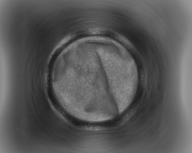 X0000085250730200703301810