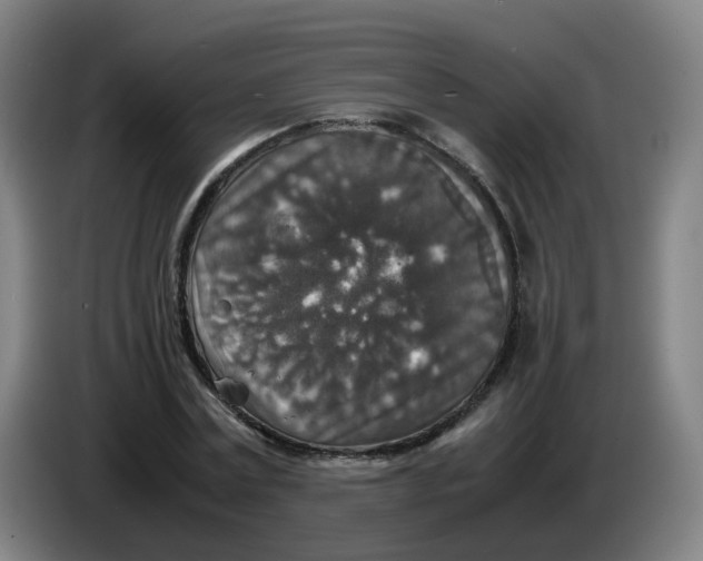 X0000085250779200703301809