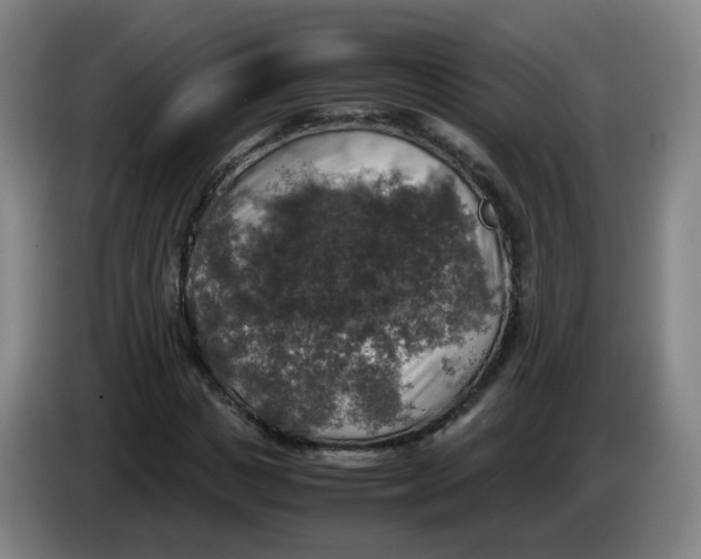 X0000085250825200703301808