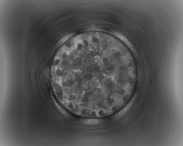 X0000085250849200703301809