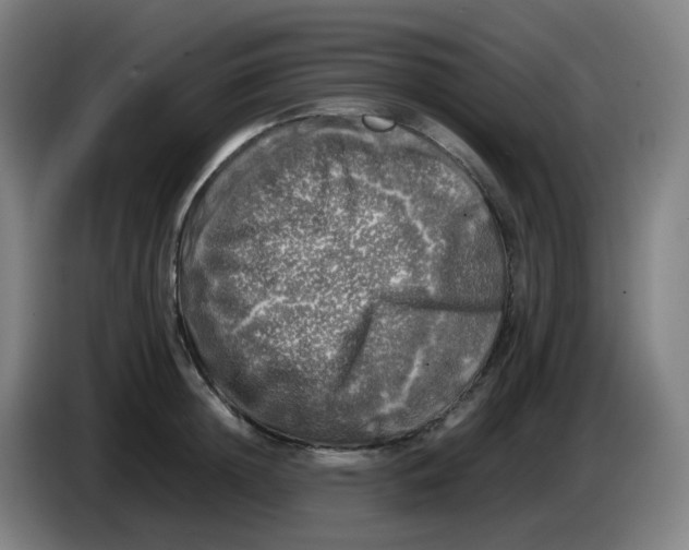 X0000085250852200703301809