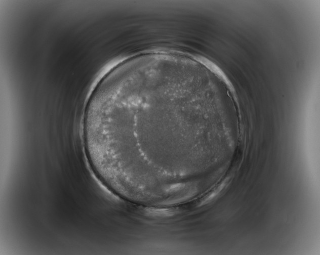 X0000085250855200703301809