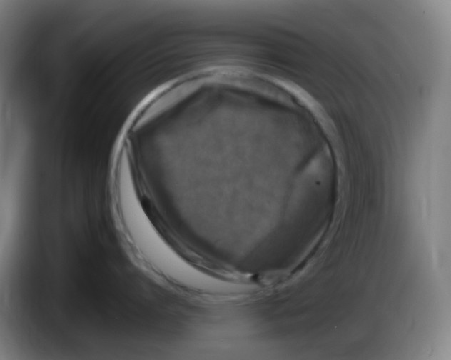 X0000085250864200703301809