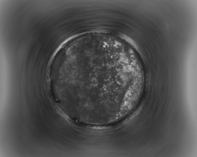 X0000085250923200703301807