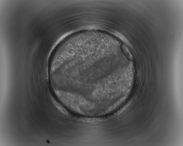 X0000085250934200703301807