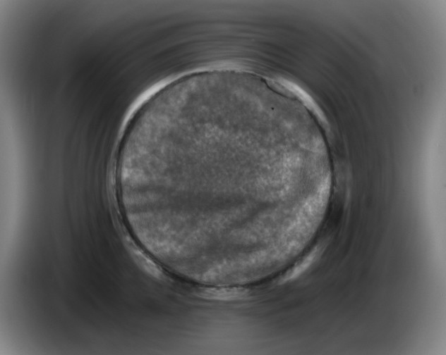 X0000085250952200703301807