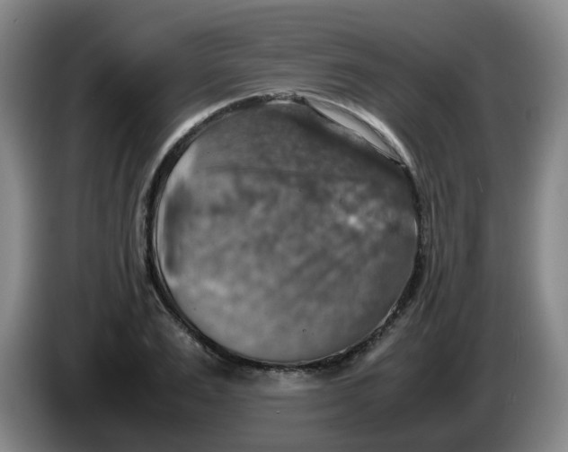 X0000085250983200703301806