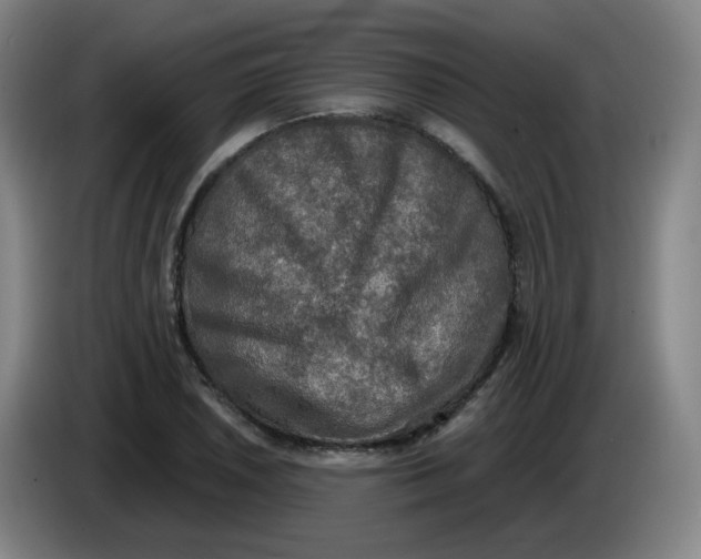 X0000085251026200703301806