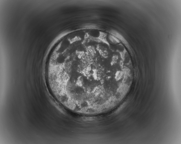 X0000085251043200703301806