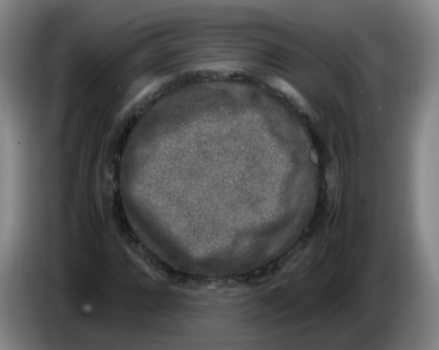 X0000085251064200703301805