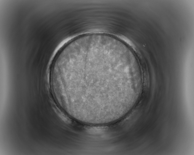 X0000085251078200703301805