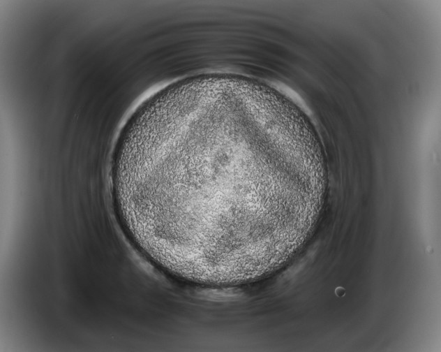 X0000085251133200703301804