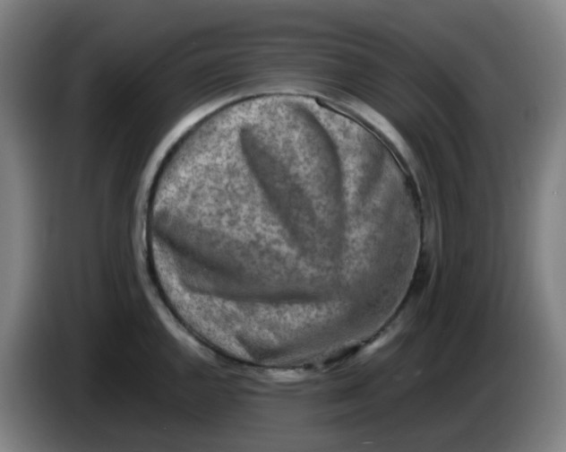 X0000085251144200703301805