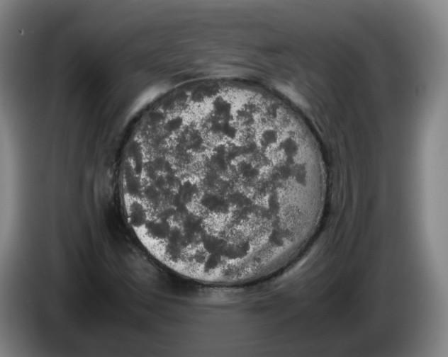 X0000085251163200703301804