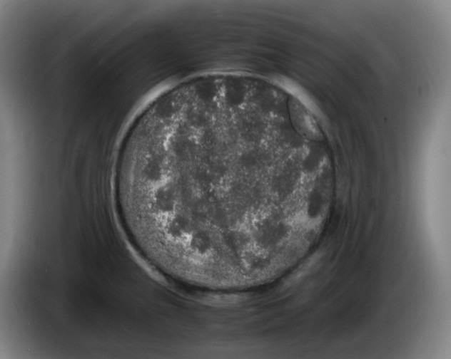 X0000085251237200703301803