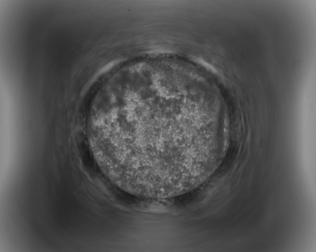 X0000085251255200703301802