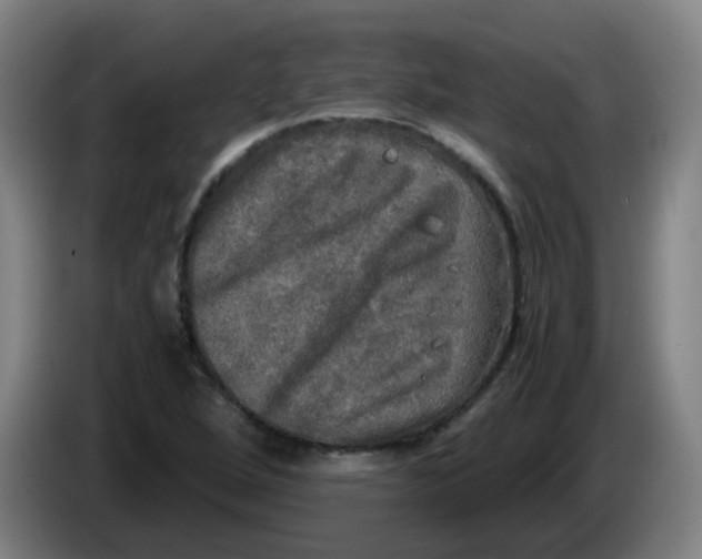 X0000085251264200703301802