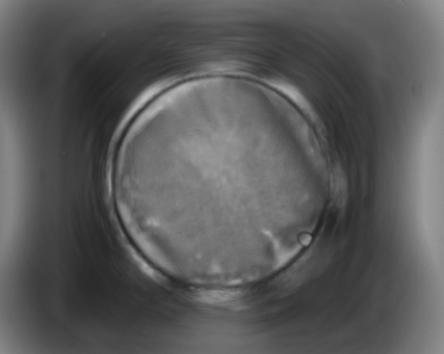 X0000085251294200703301801