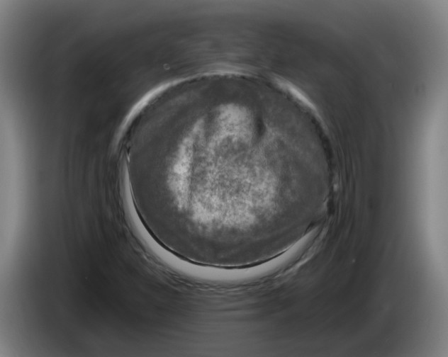 X0000085251310200703301801