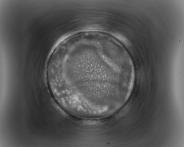 X0000085251374200703301800