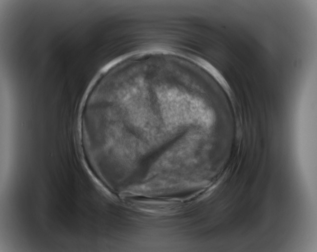 X0000085251388200703301800