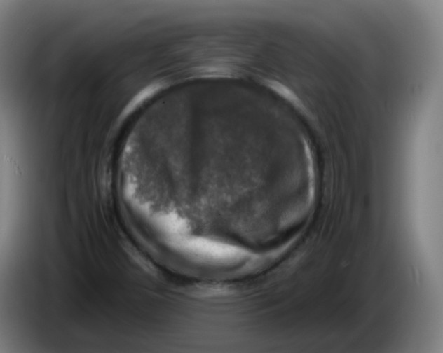 X0000085251450200703301759