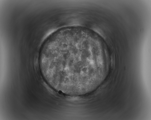 X0000085251452200703301759