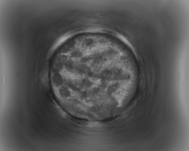 X0000085251456200703301759