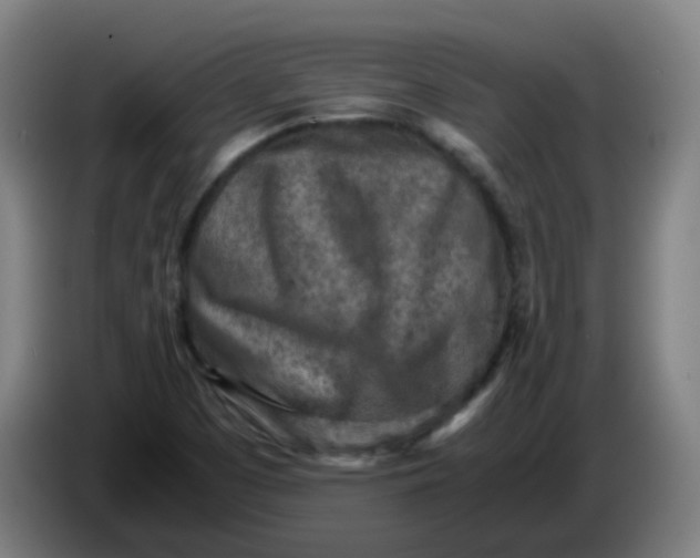 X0000085251457200703301759