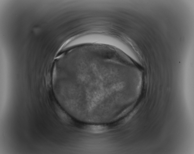 X0000085251465200703301759