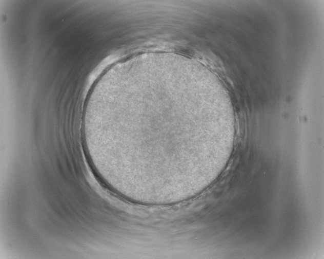 X0000085250003200704092101