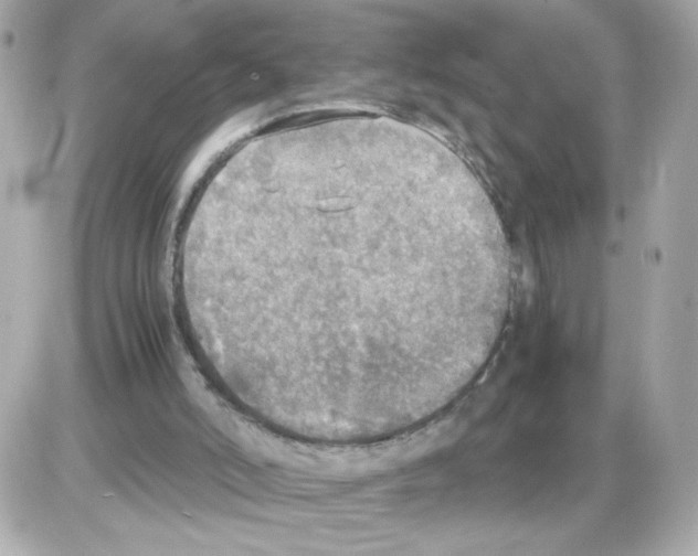 X0000085250006200704092100