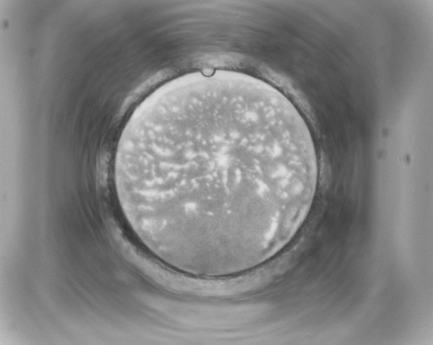 X0000085250010200704092100