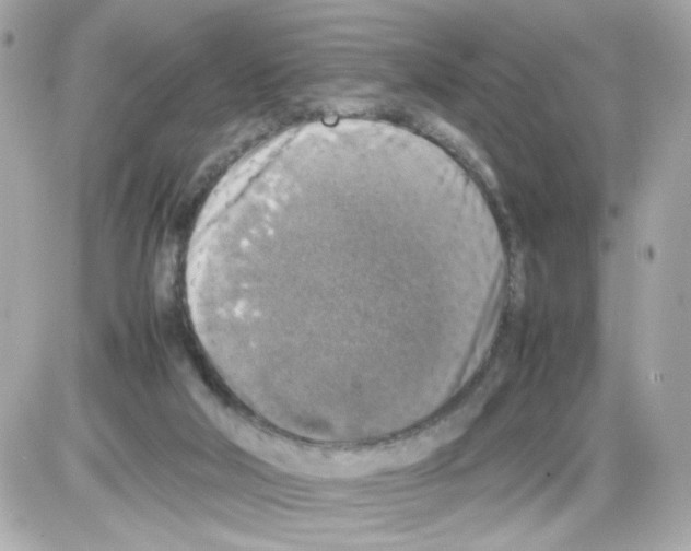 X0000085250018200704092100